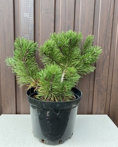 Горная Сосна (Pinus mugo ) 30-35см 