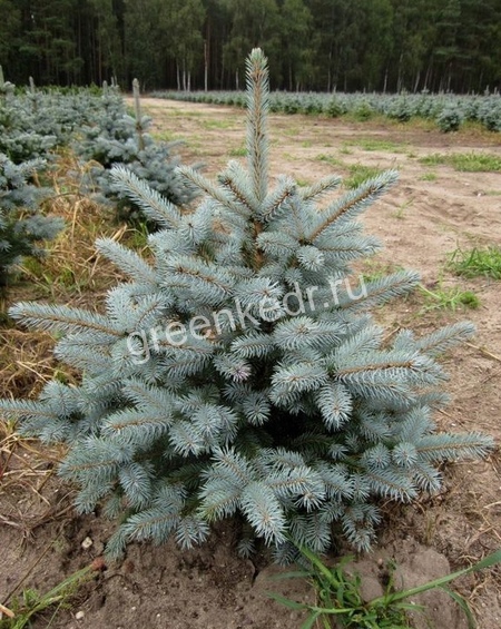 Саженцы