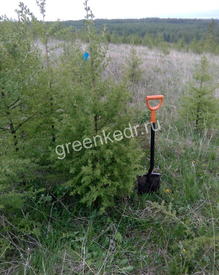 Саженцы Стандарт