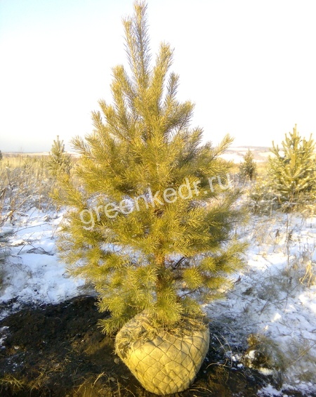 Саженцы Экстра класс