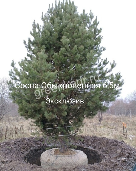 Деревья Экстра класс
