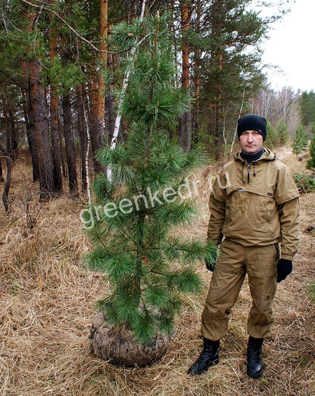 Саженцы стандарт
