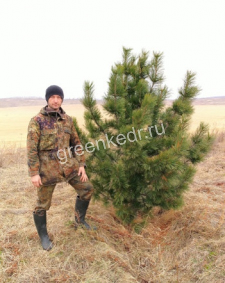 Саженцы Премиум класс