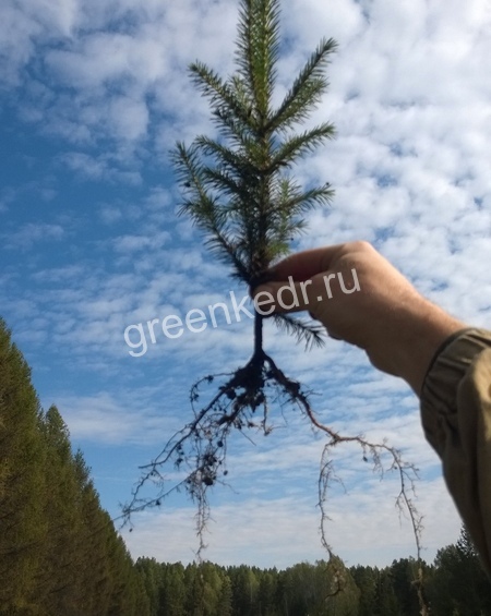 Сеянцы